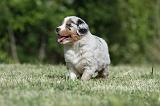 BERGER AUSTRALIEN PUPPIES 331